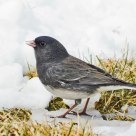 Dark-Eyed Junco
